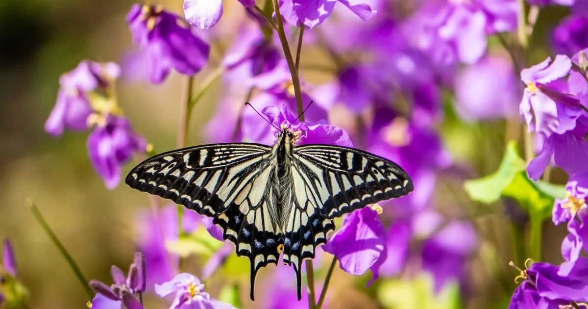 Best Annuals for Butterflies And Hummingbirds