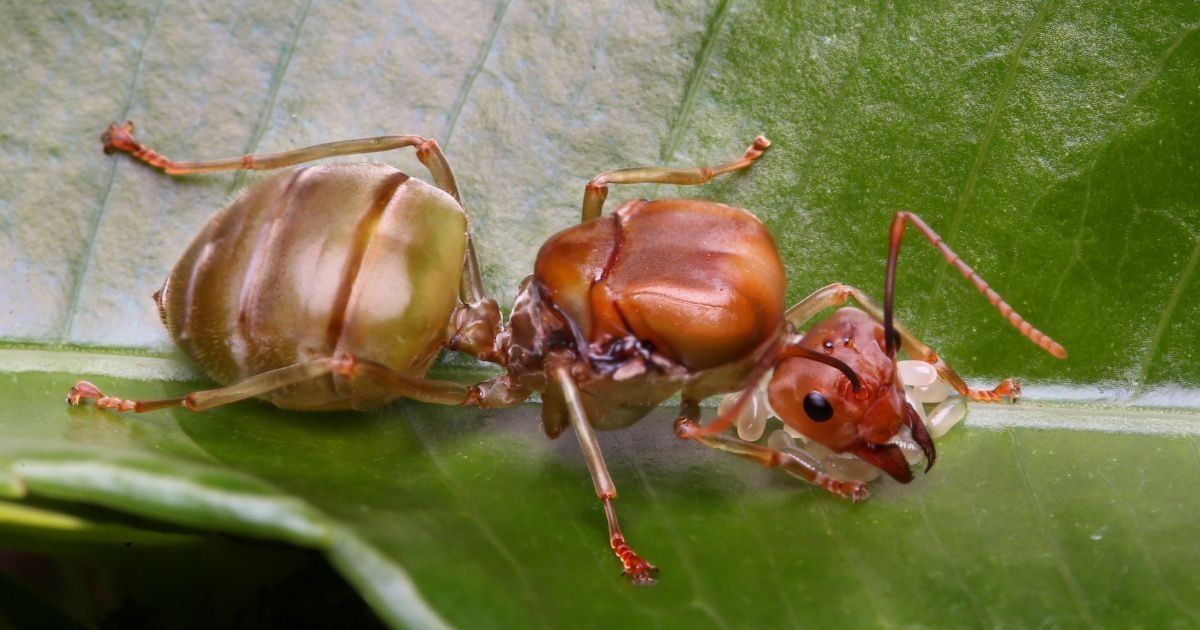 Why is the Role of the Queen Ant Important