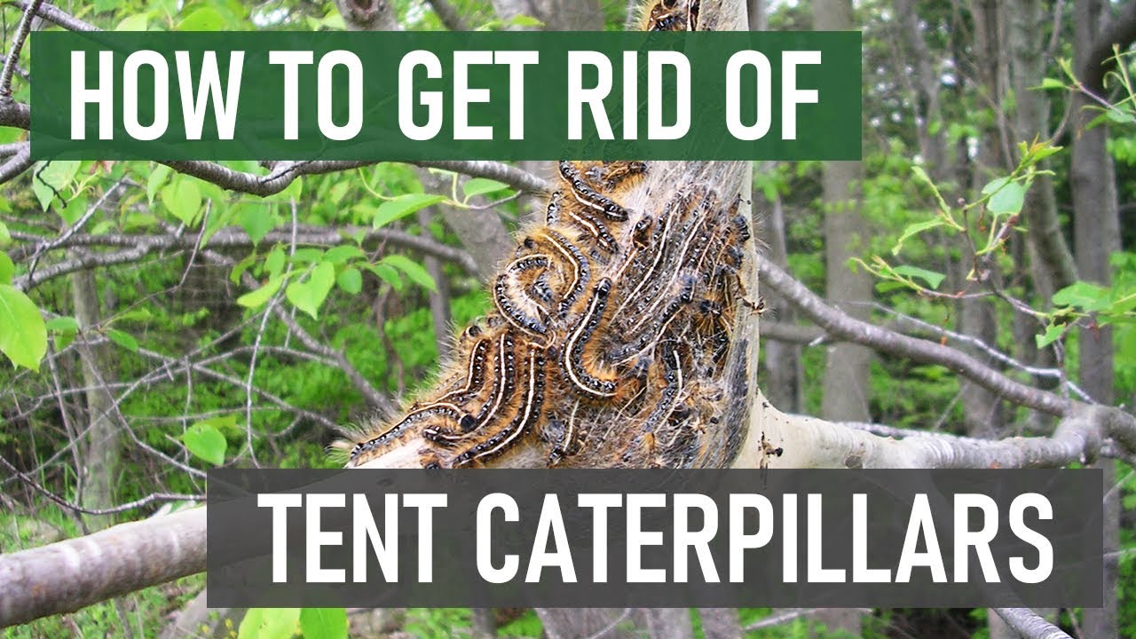 Best Insecticide for Tent Caterpillars