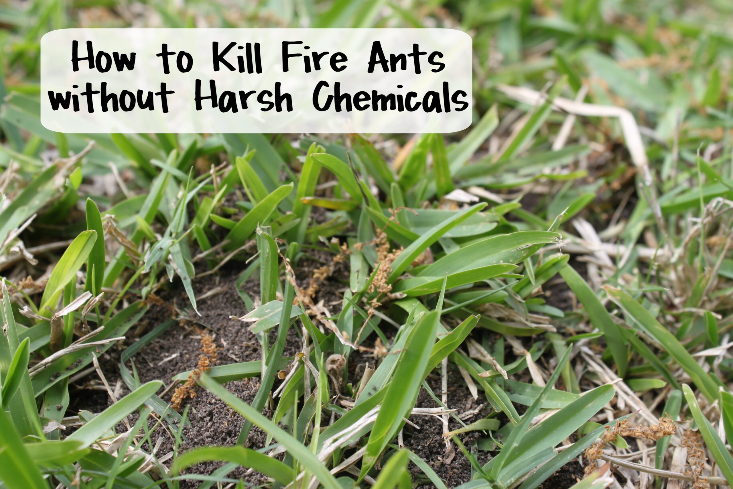 Best Natural Way to Kill Fire Ants