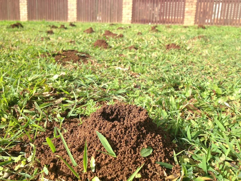 How to Deal With Ant Infestation in Garden