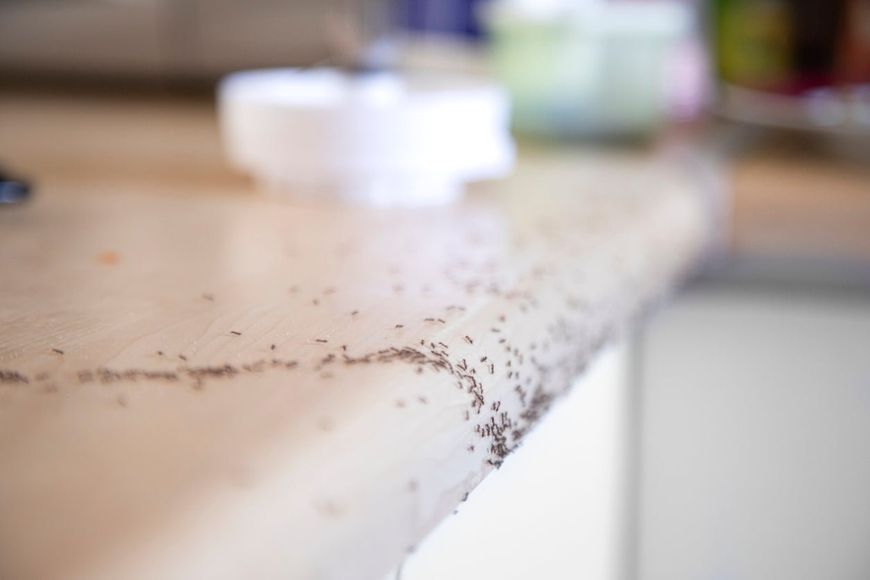 How to Deal With Ant Infestation in Kitchen