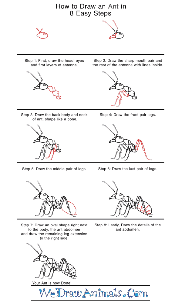 how to draw a realistic ant step by step How to Draw a Realistic Ant Step by Step