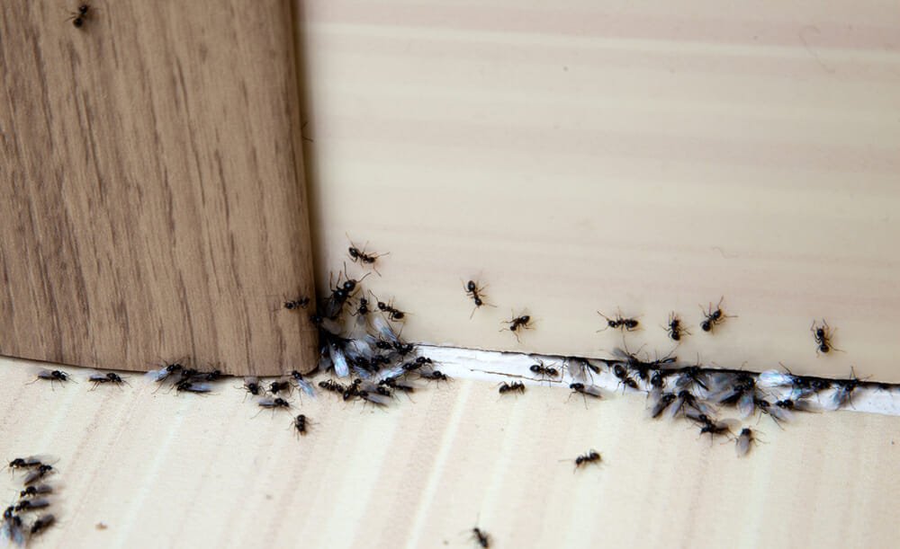 How to Get Rid of a Bad Ant Problem