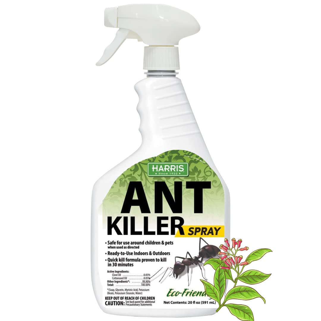 Is It Safe to Use Ant Powder Indoors