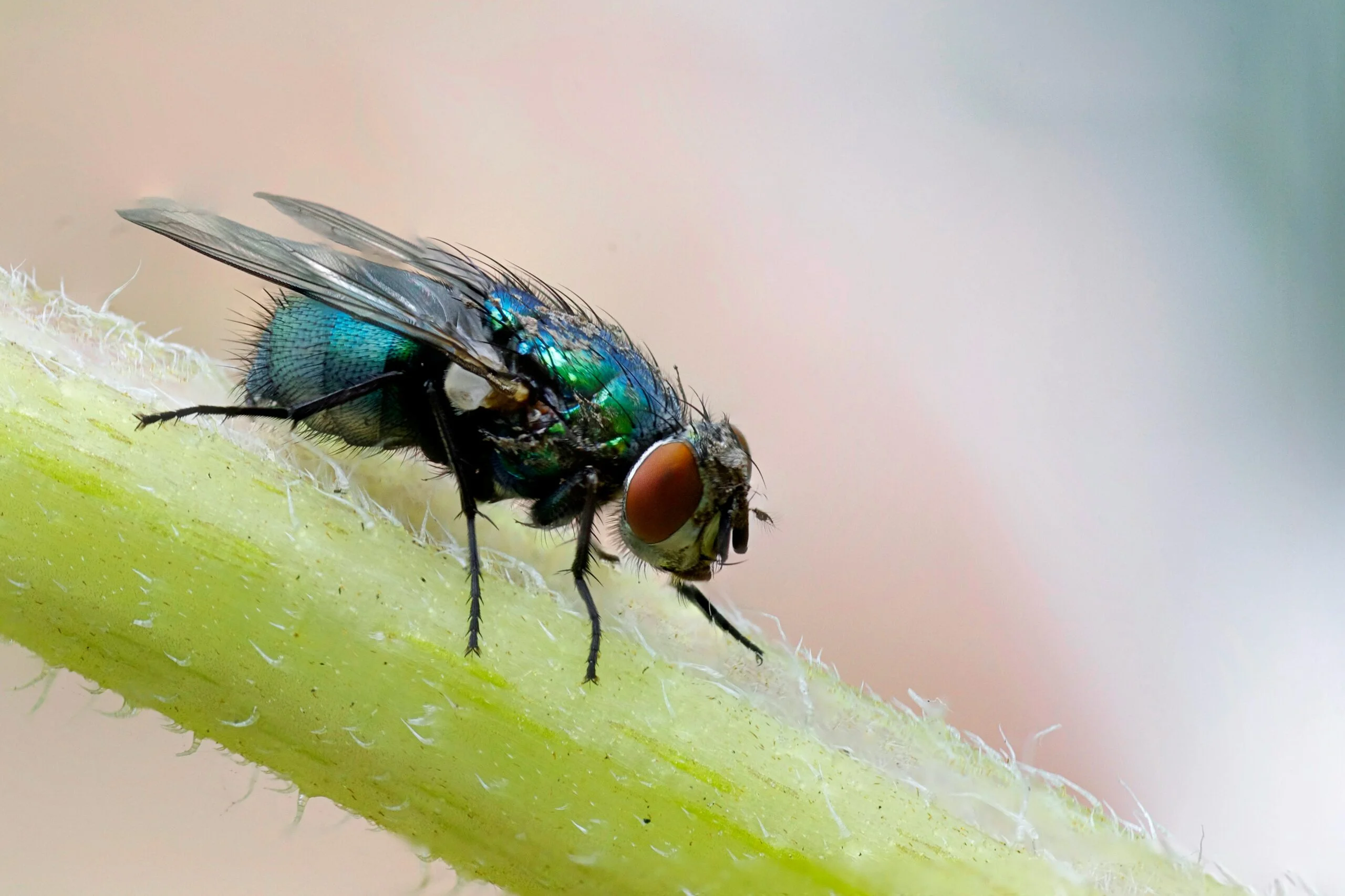 macro photograph of blue fly on plants stem scaled macro photograph of blue fly on plant's stem