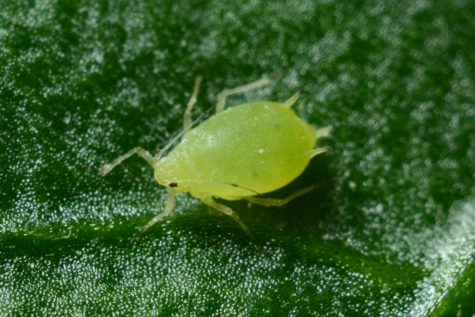 macro photography of green aphid scaled macro photography of green aphid