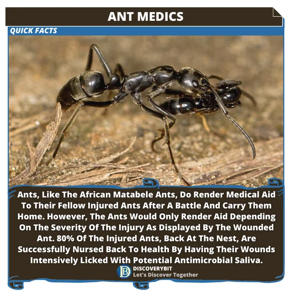 What Do Ants Do When Another Ant Dies