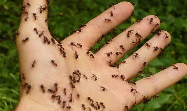 What is the Meaning of Ant in Your Dreams?