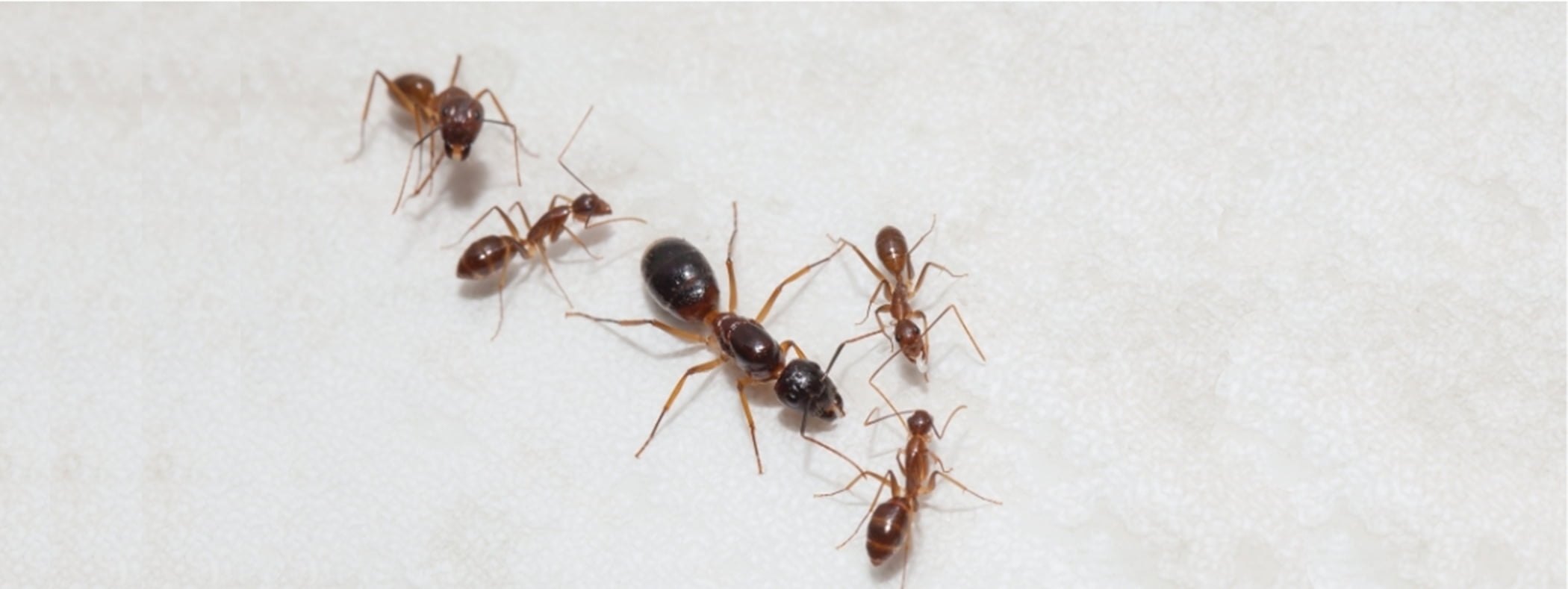 What to Do If You Find an Ant Queen