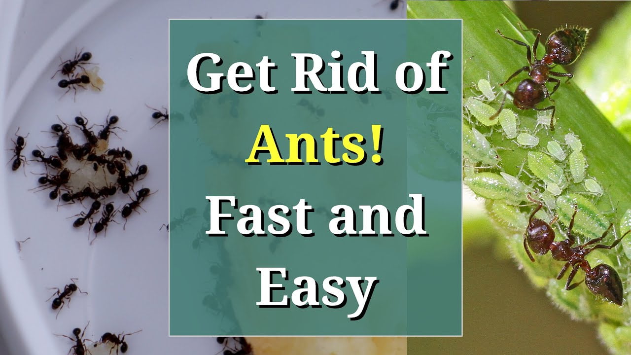 What to Do If You Find Ant Eggs in the Garden?