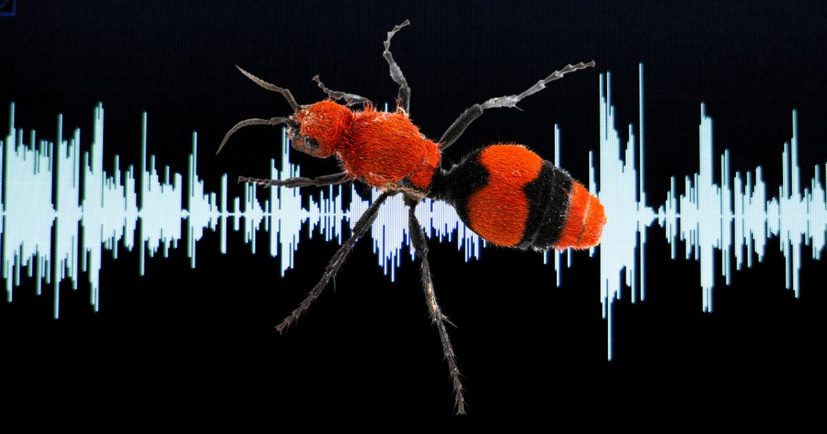 Ant Sound Frequency