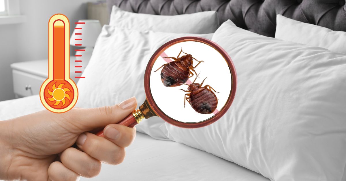 Can You Get Rid of Bed Bugs With Heat