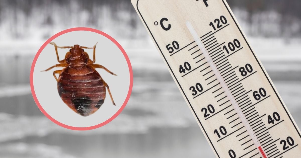 How Cold Does It Have to Be for Bed Bugs to Die