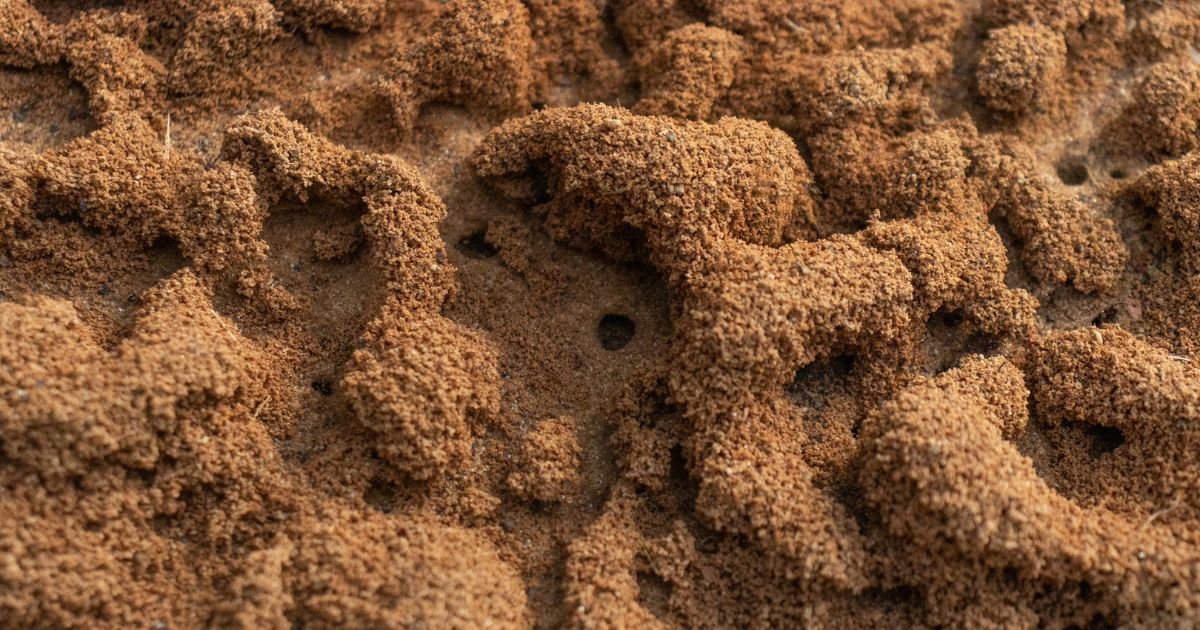 How Do Ant Colonies Work 1 How Do Ant Colonies Work