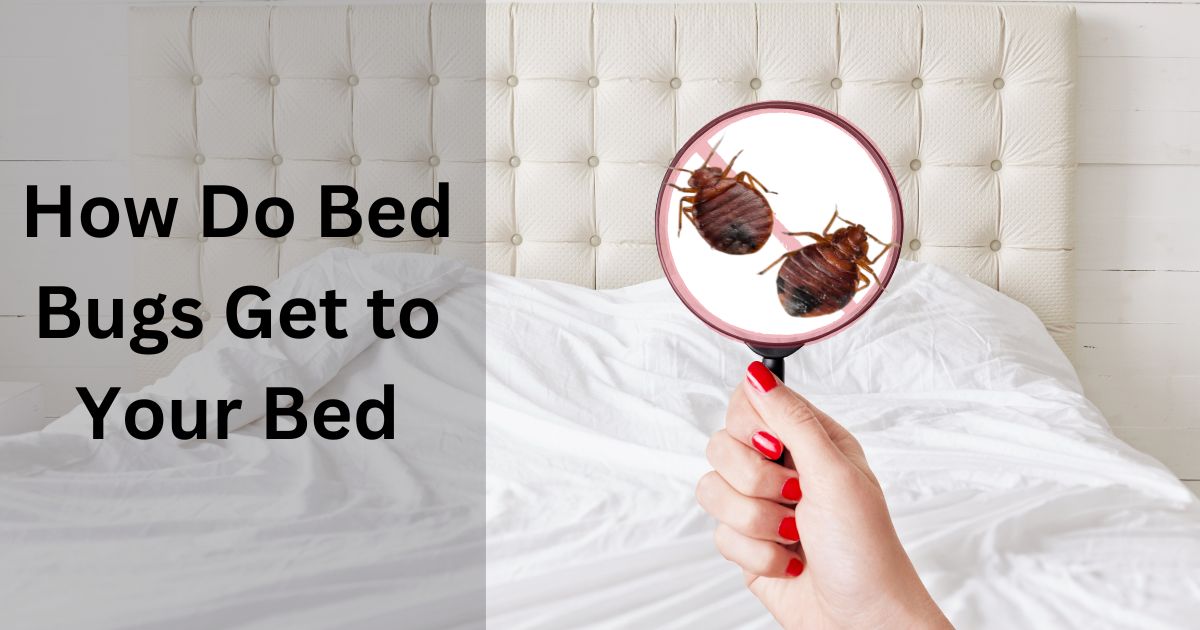 How Do Bed Bugs Get to Your Bed