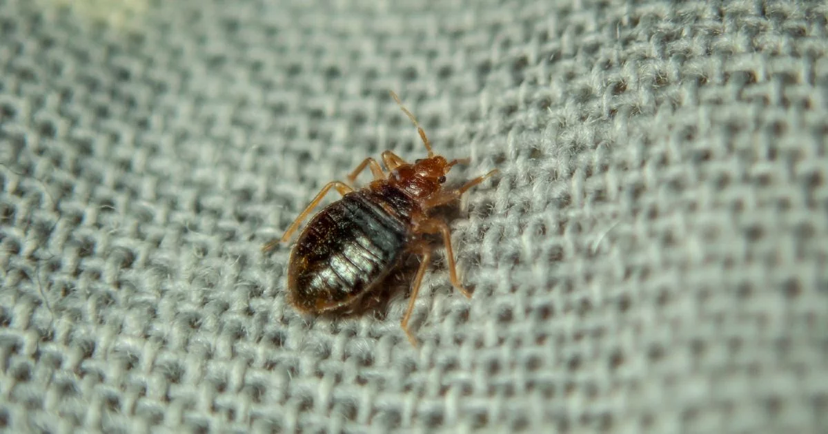 How Do Bed Bugs Hide in Clothes How Do Bed Bugs Hide in Clothes