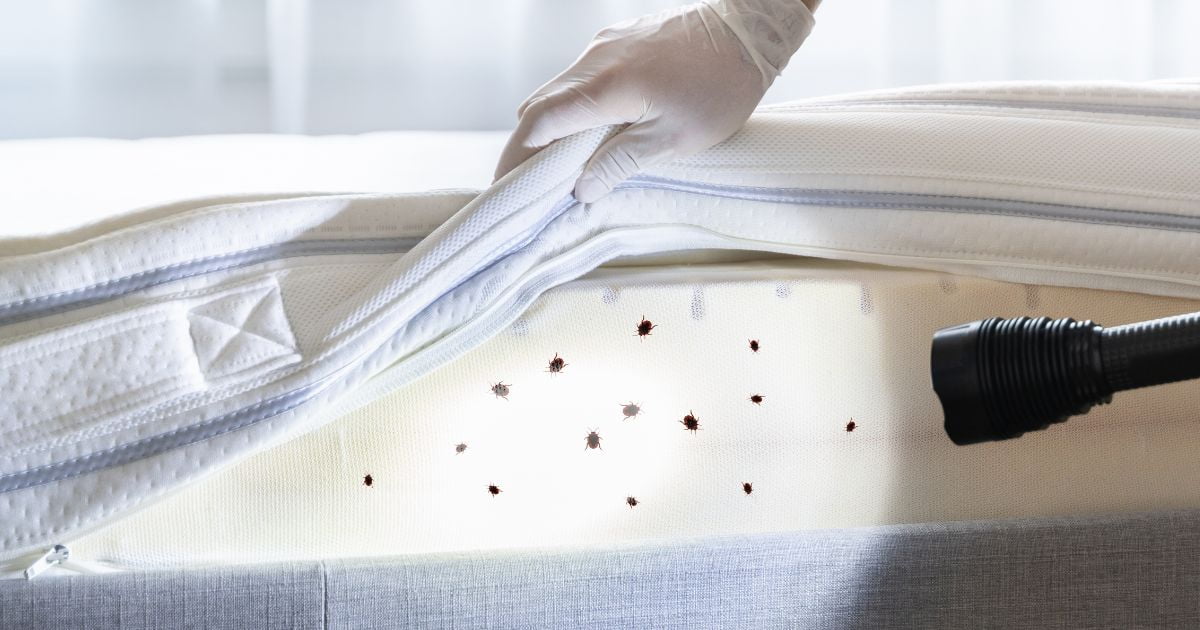 How Easy is It for Bed Bugs to Spread
