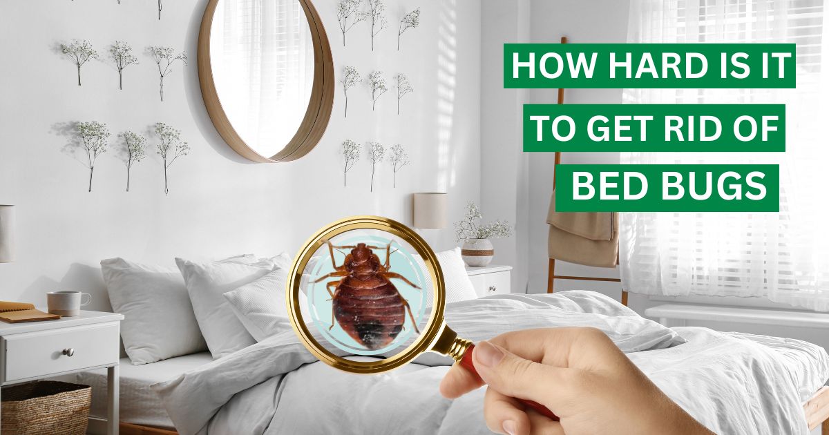 How Hard is It to Get Rid of Bed Bugs