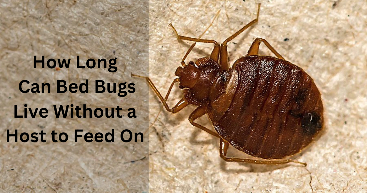 How Long Can Bed Bugs Live Without a Host to Feed On