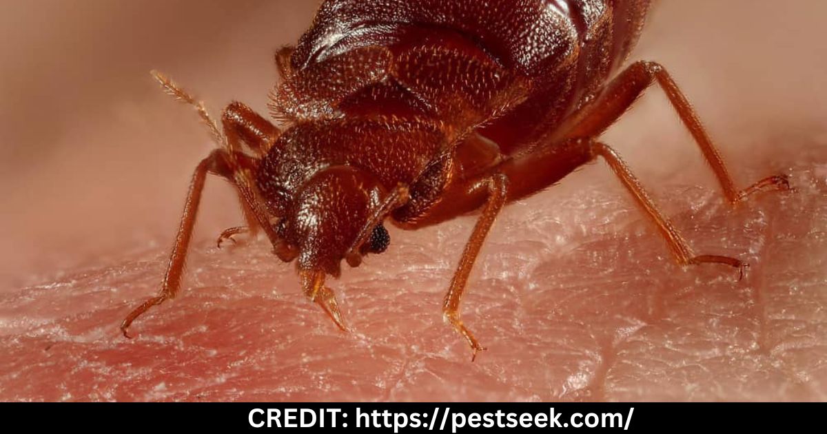 How Long Do Bed Bugs Survive Without Feeding
