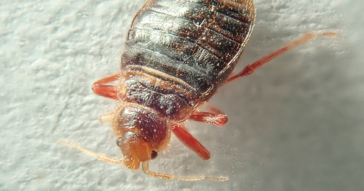 How Long Does It Take Bed Bugs to Die Without Eating