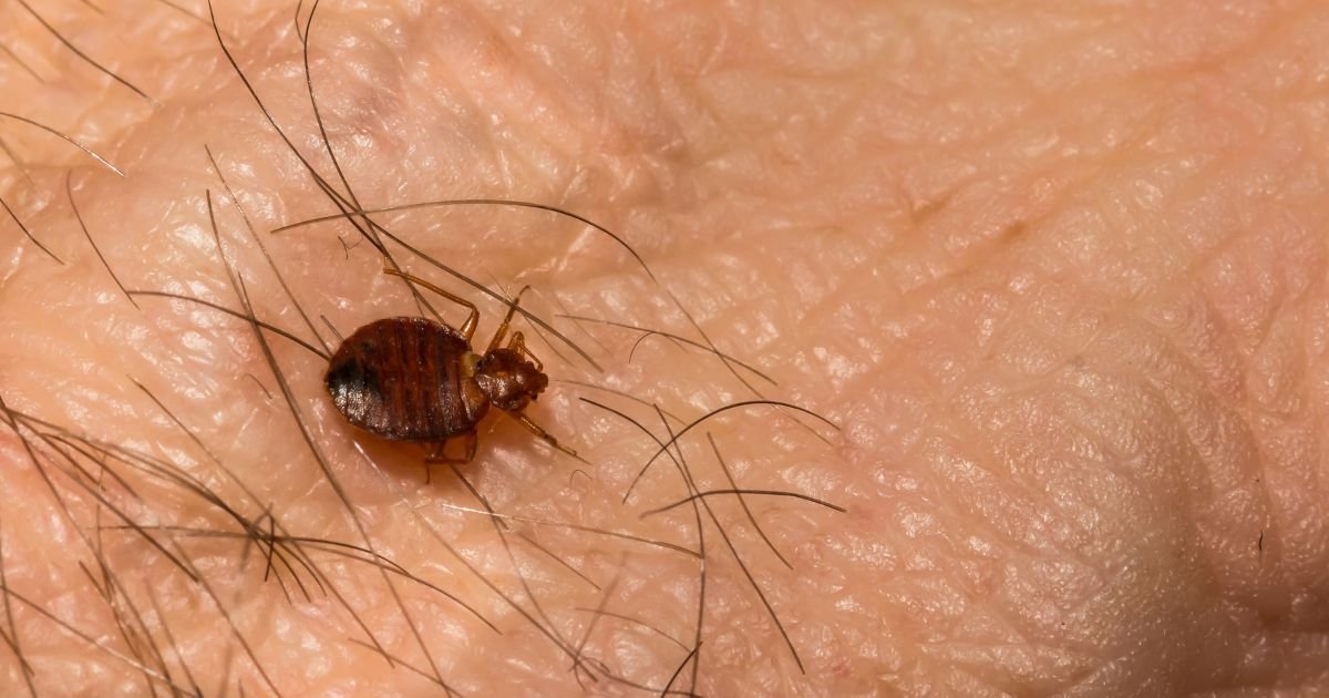 How Long Does It Take Bed Bugs to Die Without Feeding