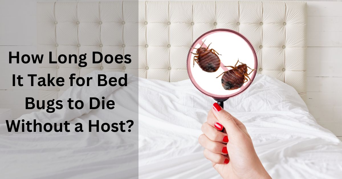 How Long Does It Take for Bed Bugs to Die Without a Host