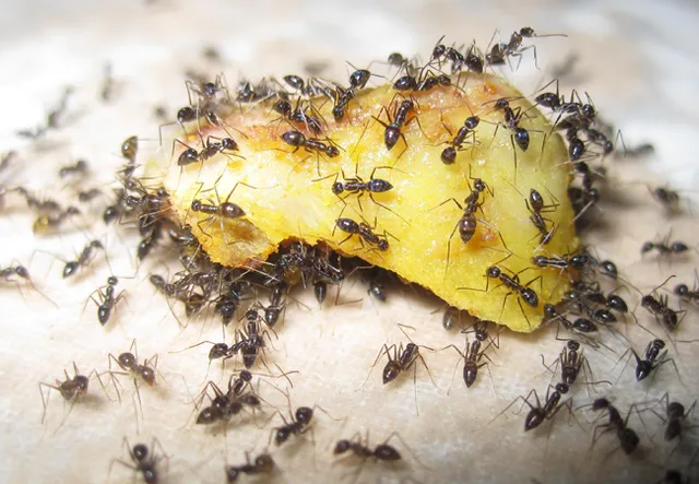 How Often Do Ants Eat