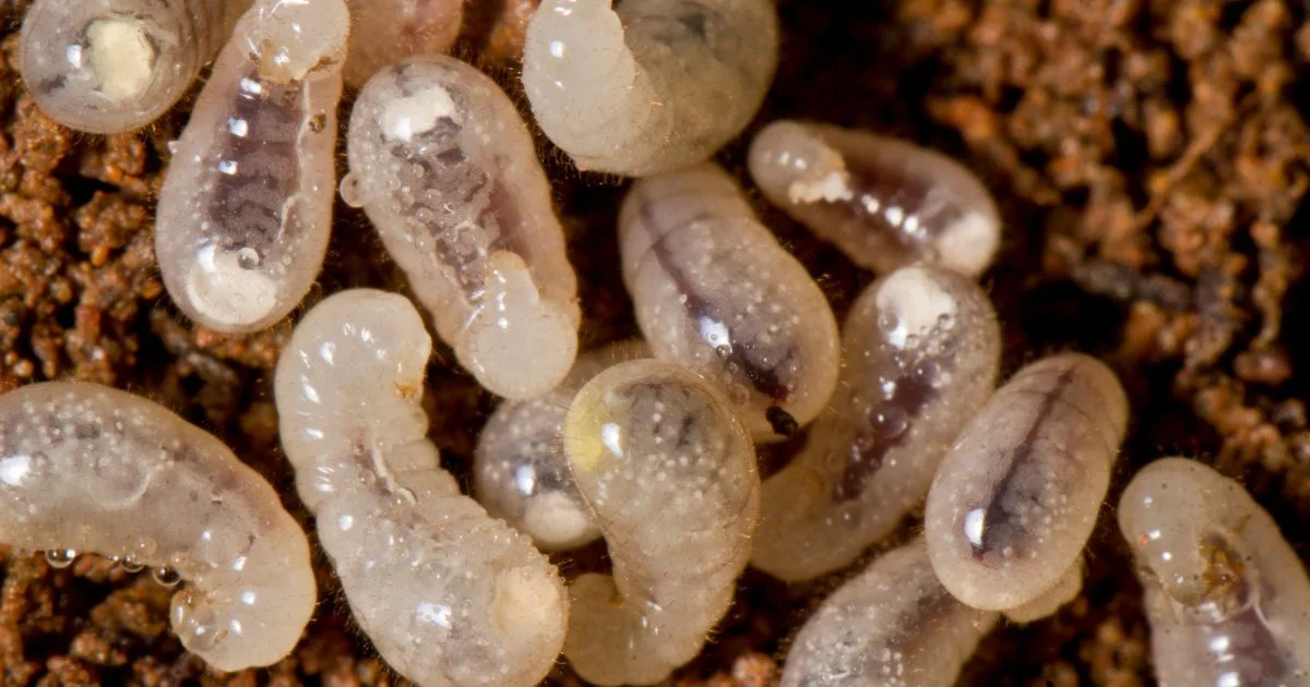 How Often Do Ants Have Babies