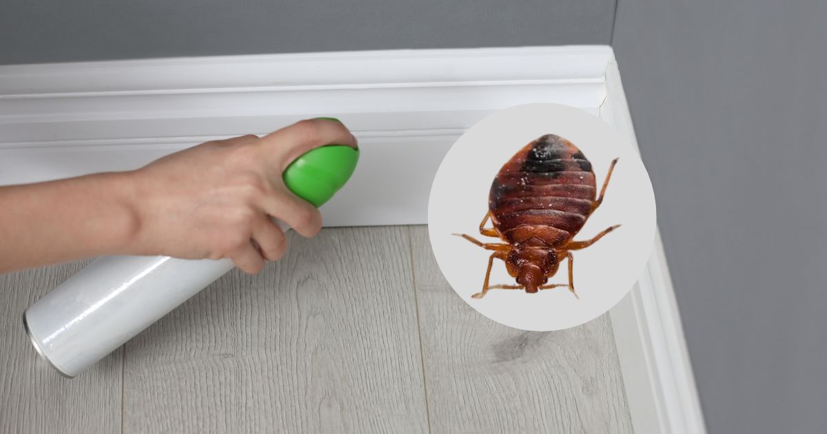 How Often to Spray for Bed Bugs