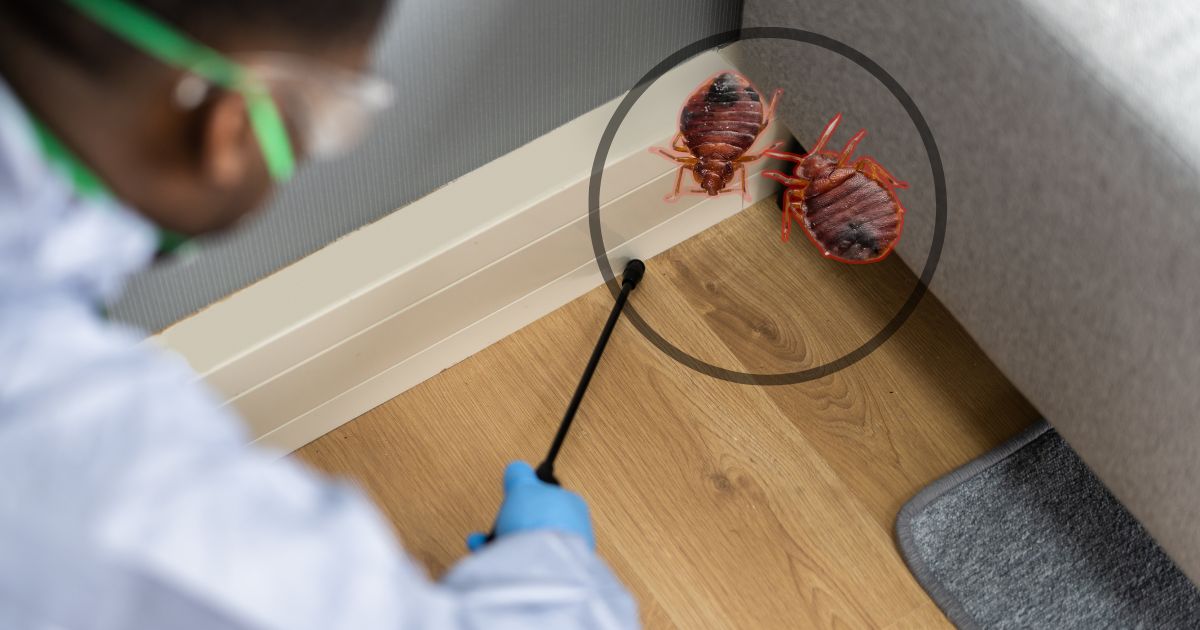 How To Get Rid of Bed Bugs Fast