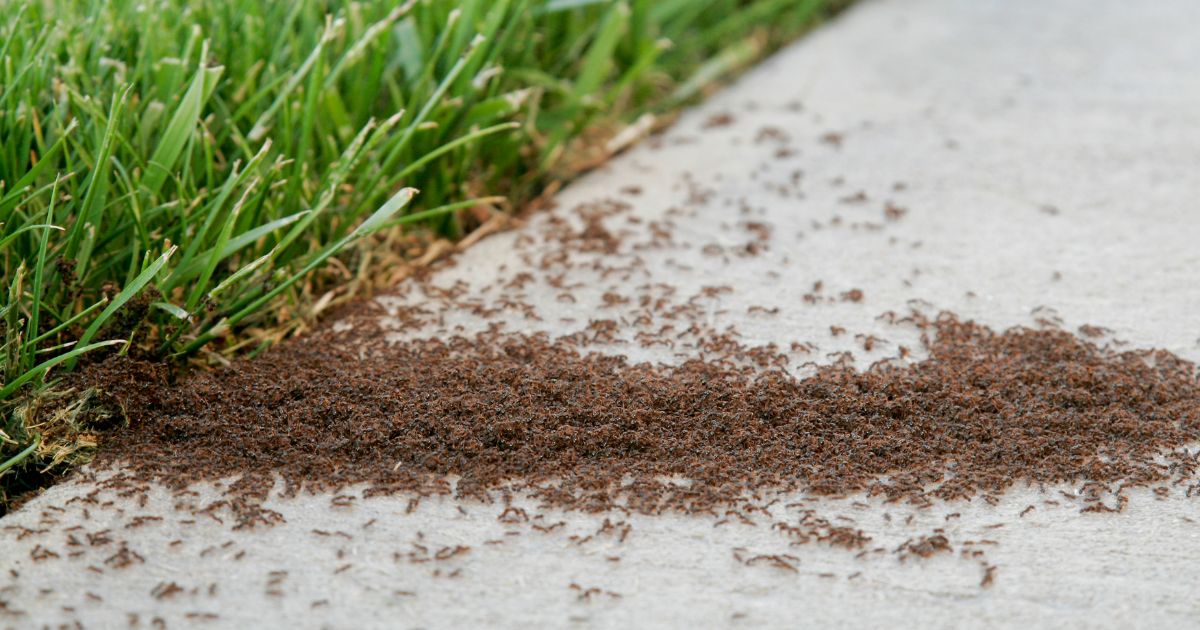 How to Ant Proof Your Home