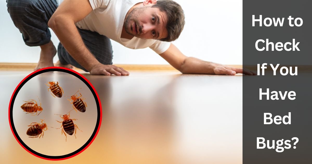 How to Check If You Have Bed Bugs