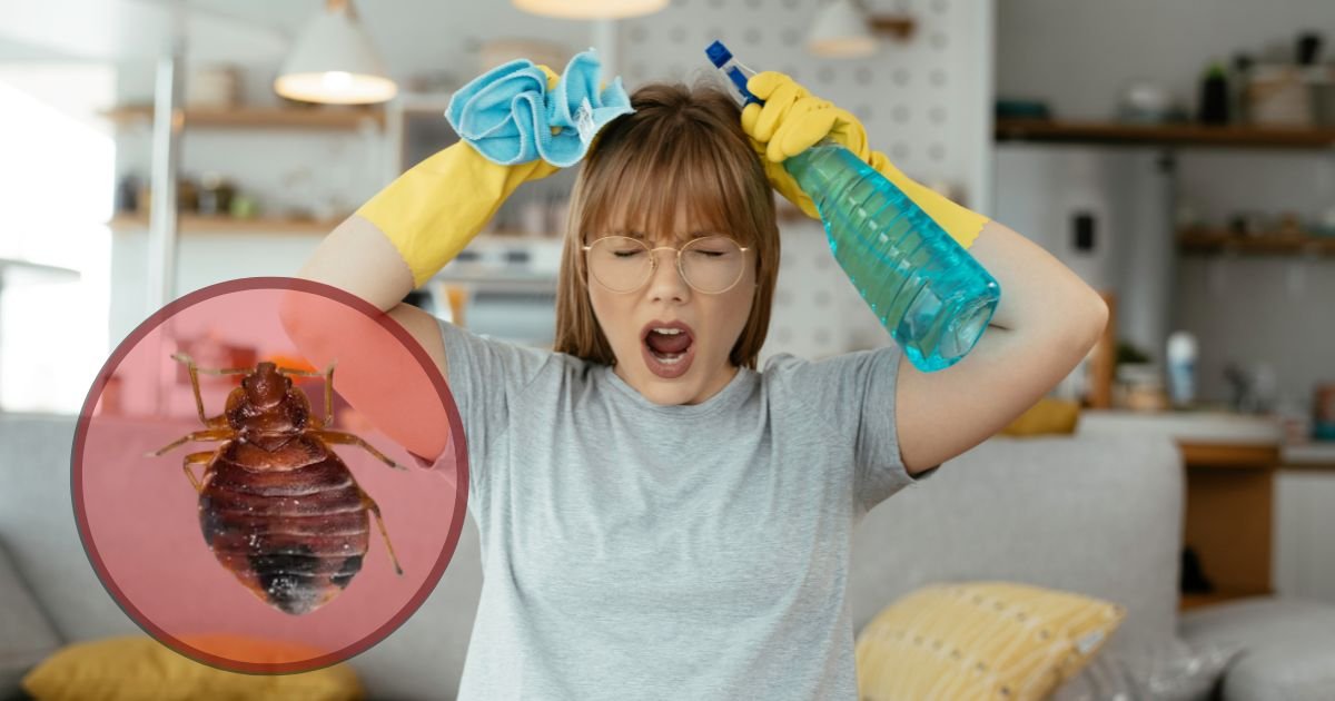 How to Deal With Bed Bugs