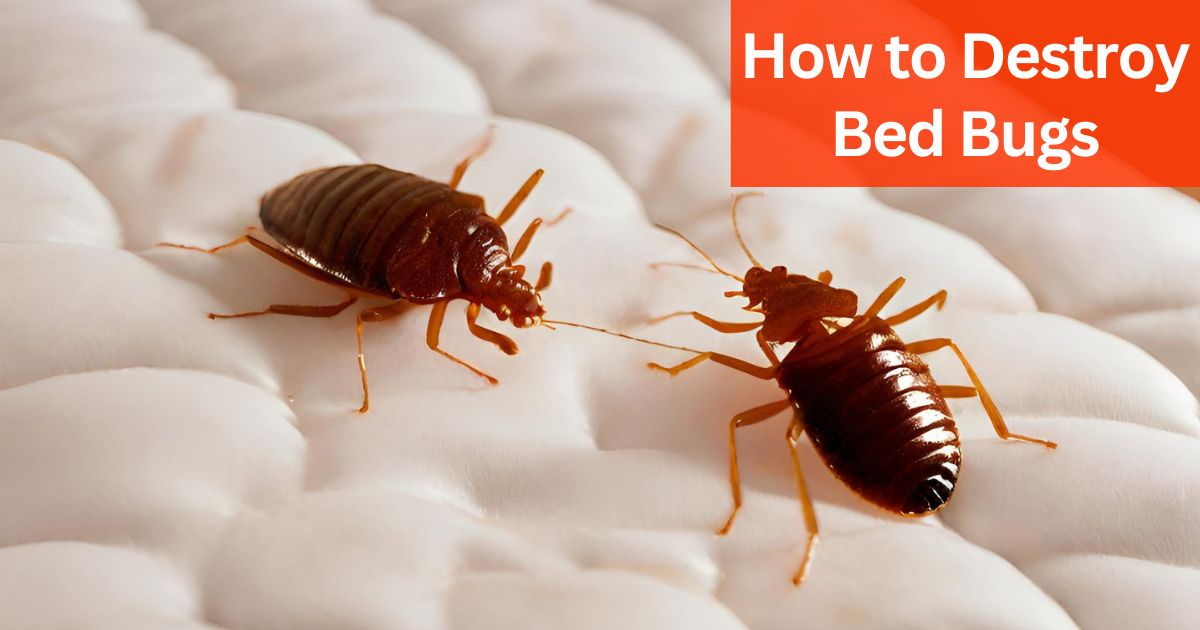 How to Destroy Bed Bugs