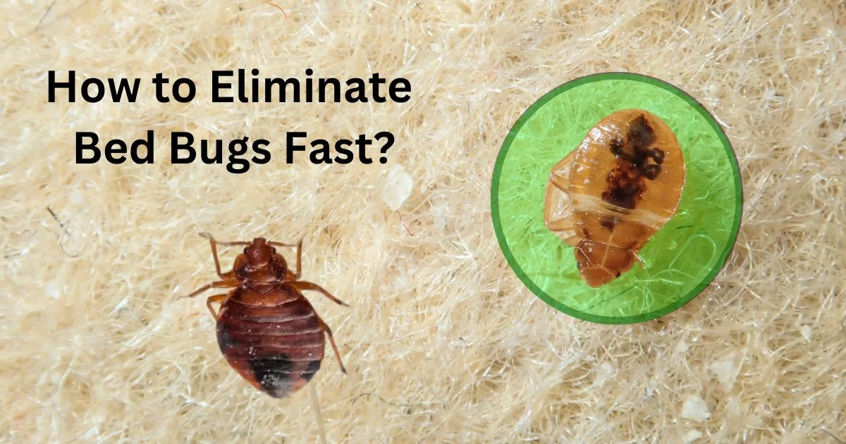 How to Eliminate Bed Bugs Fast