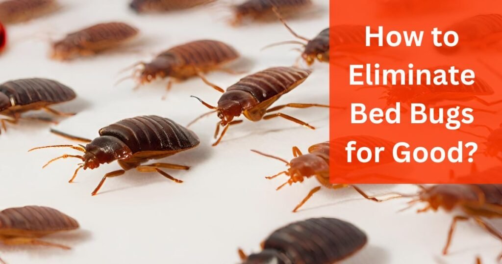How to Eliminate Bed Bugs for Good?