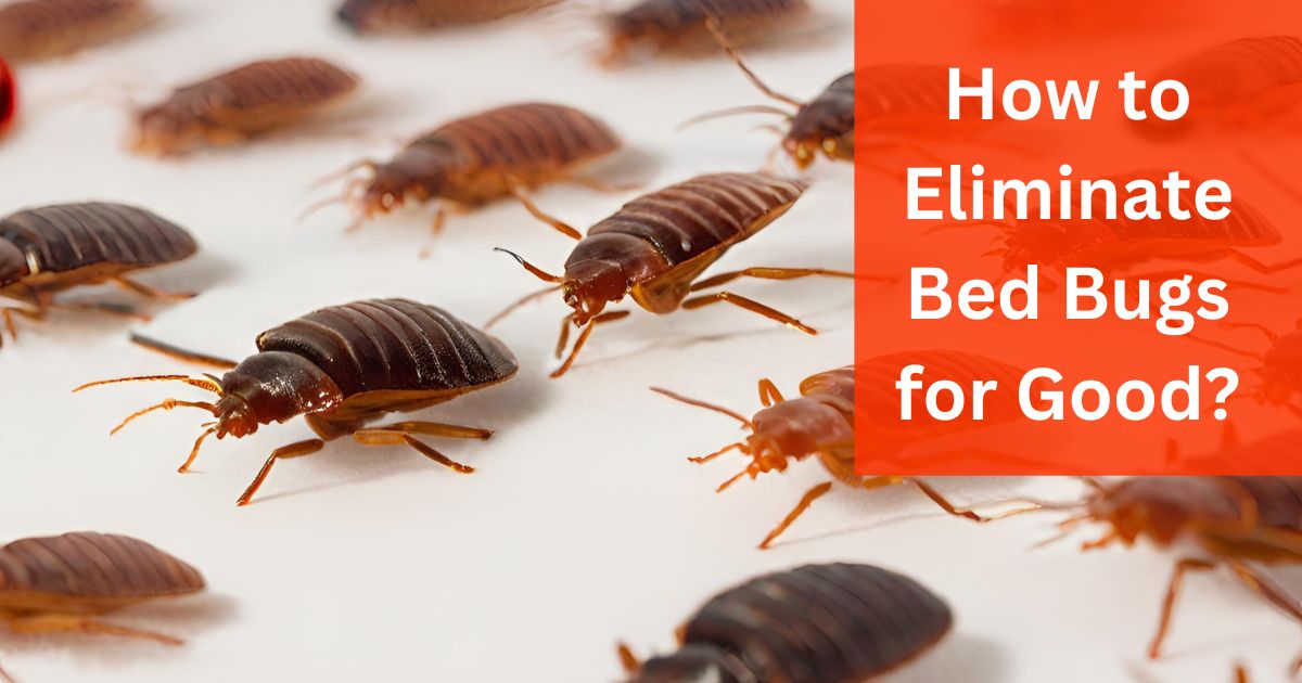 How to Eliminate Bed Bugs for Good