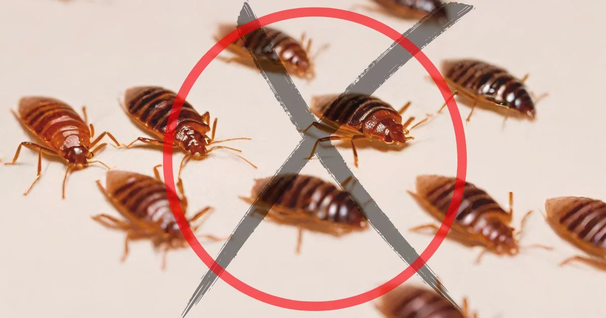 How to Finish Bed Bugs Completely 1 How to Finish Bed Bugs Completely