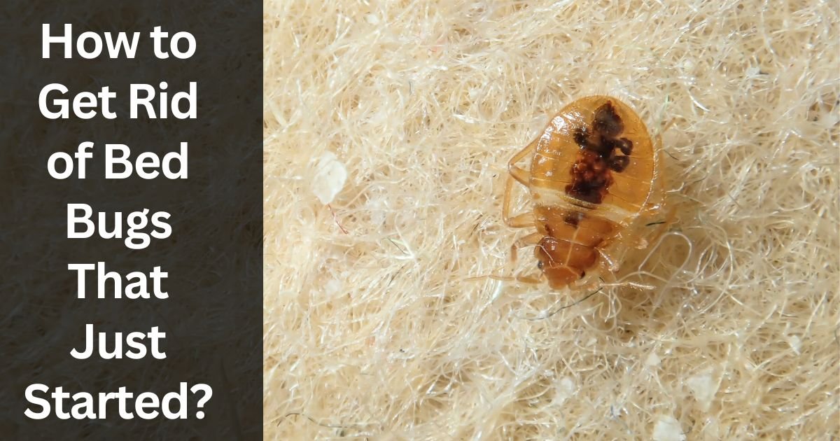 How to Get Rid of Bed Bugs That Just Started