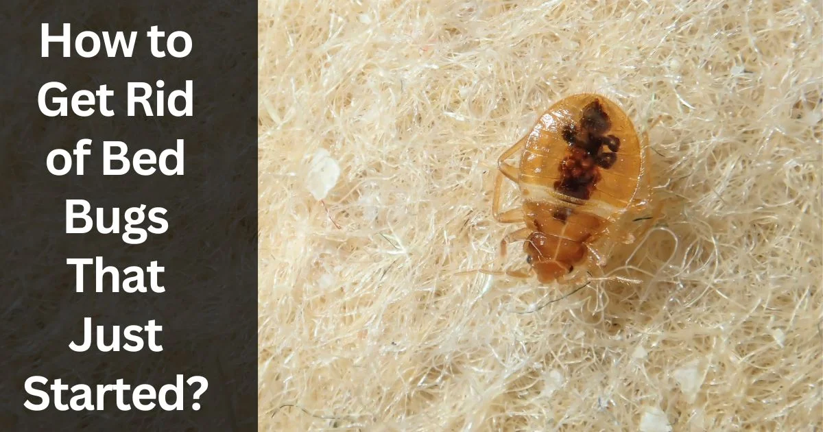 How to Get Rid of Bed Bugs That Just Started How to Get Rid of Bed Bugs That Just Started