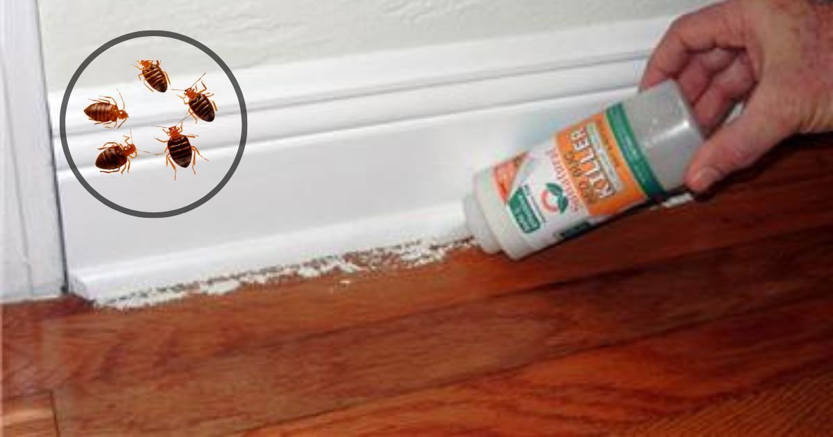 How to Get Rid of Bed Bugs With Powder