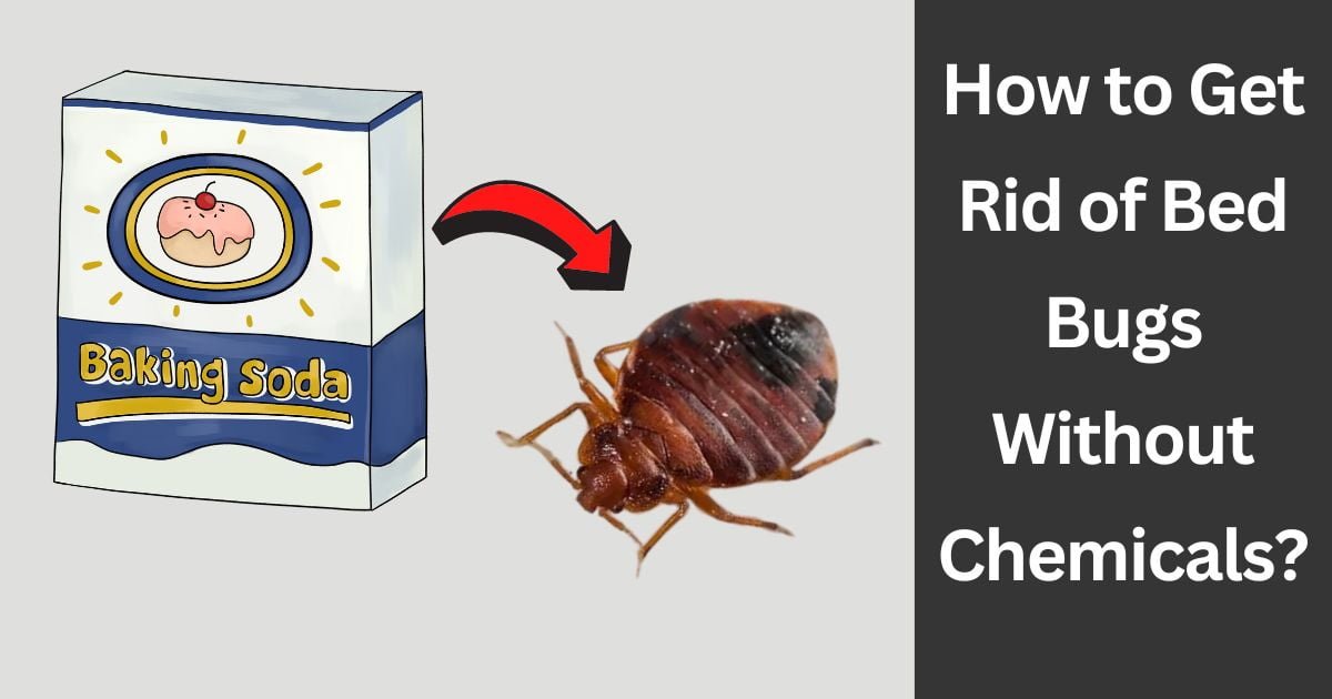 How to Get Rid of Bed Bugs Without Chemicals?