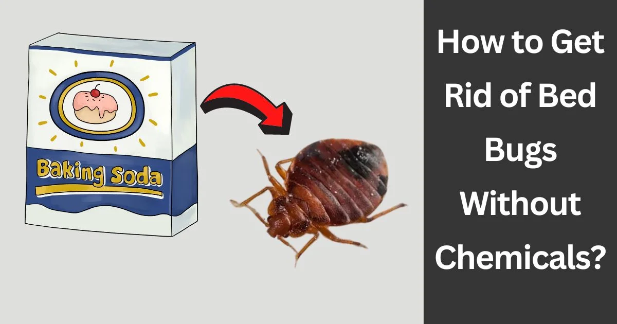 How to Get Rid of Bed Bugs Without Chemicals