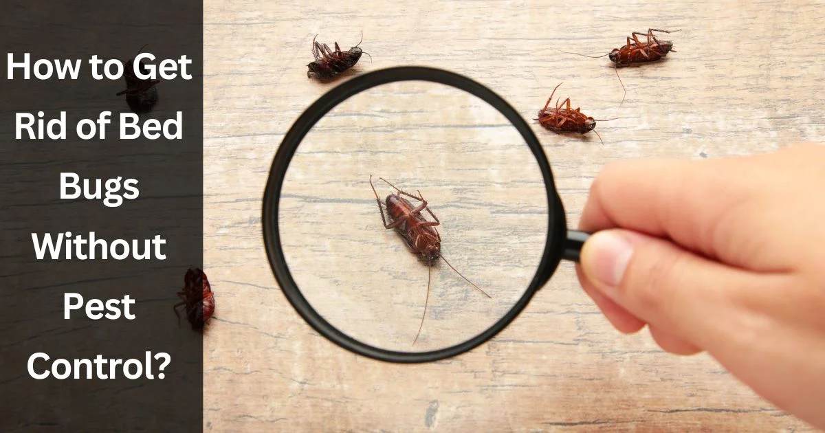 How to Get Rid of Bed Bugs Without Pest Control