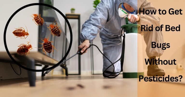 How to Get Rid of Bed Bugs Without Pesticides?