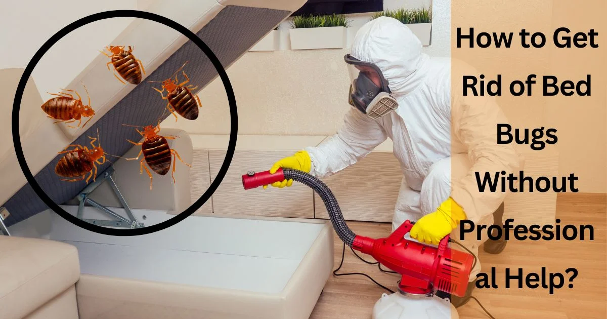 How to Get Rid of Bed Bugs Without Professional Help
