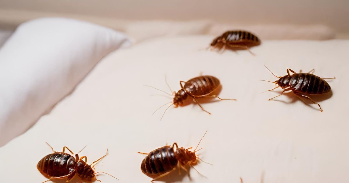 How to Keep from Getting Bed Bugs 1 How to Keep from Getting Bed Bugs