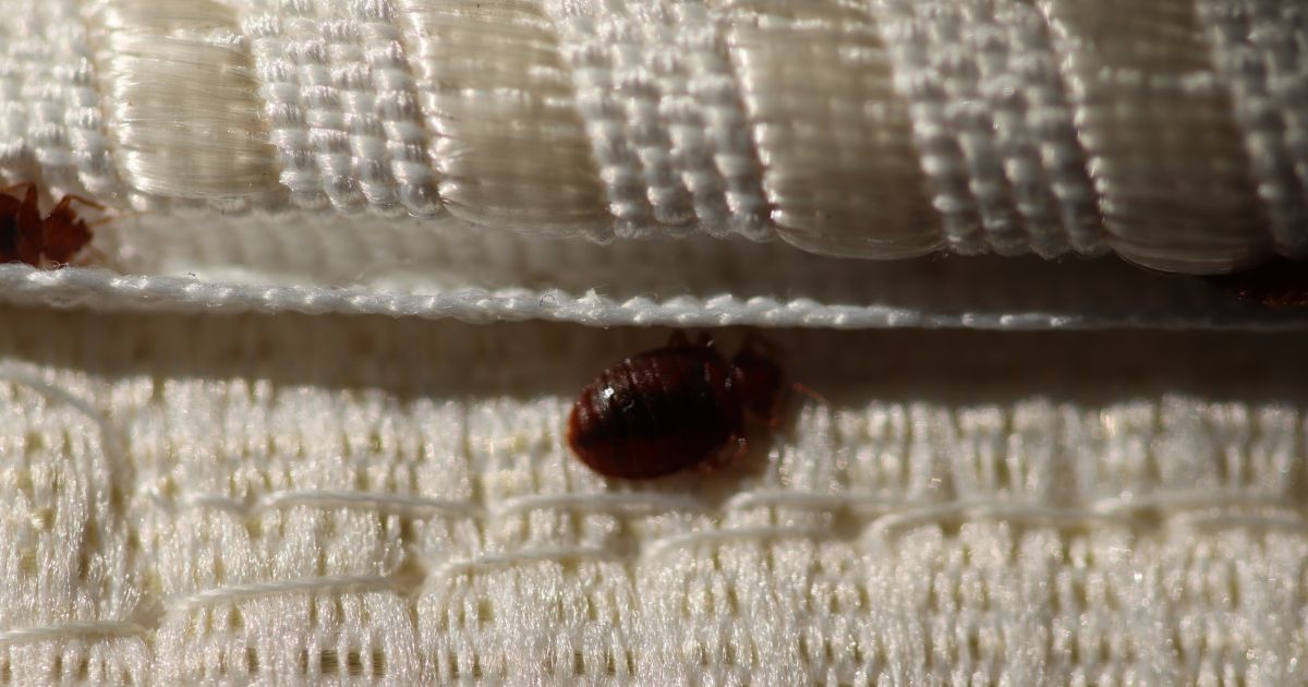 How to Keep from Transferring Bed Bugs While Moving